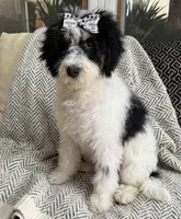 bernedoodle, a female Miniature Bernedoodle for sale in Richmond, IL – Photo 1 of 2