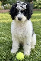 bernedoodle, a female Miniature Bernedoodle for sale in Richmond, IL – Photo 2 of 2