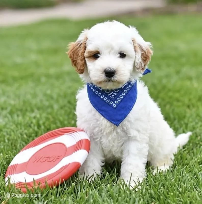 f1b mini goldendodle – Poodle - Miniature , Miniature Goldendoodle puppy for sale in Richmond, IL