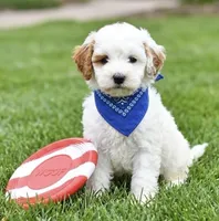 f1b mini goldendodle, a male Poodle - Miniature  and Miniature Goldendoodle for sale in Richmond, IL – 1 of 2