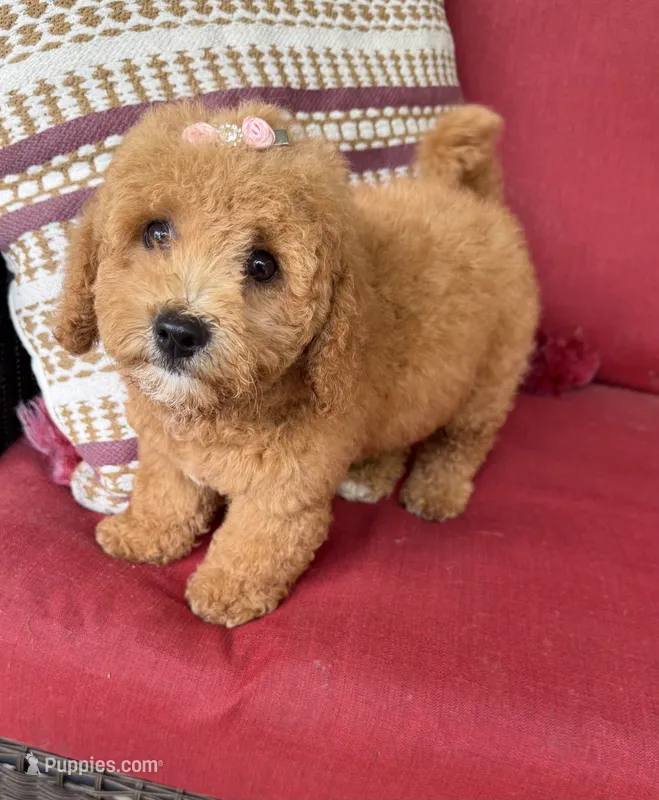 f1b mini bernedoodle – Poodle - Miniature , Miniature Bernedoodle puppy for sale in Richmond, IL