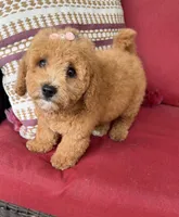 f1b mini bernedoodle, a female Poodle - Miniature  and Miniature Bernedoodle for sale in Richmond, IL – 1 of 5
