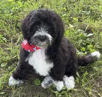 F1B Mini Bernedoodle, a male Poodle - Miniature  and Miniature Bernedoodle for sale in Richmond, IL – 6 of 6