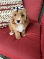 cavapoo, a female Cavapoo for sale in Richmond, IL – 3 of 4