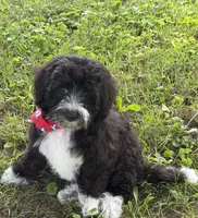 F1B Mini Bernedoodle, a male Poodle - Miniature  and Miniature Bernedoodle for sale in Richmond, IL – 4 of 6