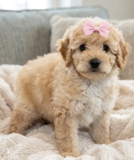 f1b mini goldendoodle – Miniature Goldendoodle puppy for sale in Richmond, IL