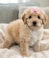 f1b mini goldendoodle, a female Miniature Goldendoodle for sale in Richmond, IL – 1 of 2