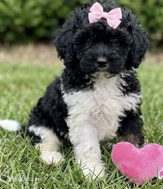 cockapoo – Cockapoo puppy for sale in Richmond, IL