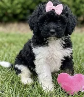 cockapoo, a female Cockapoo for sale in Richmond, IL – 1 of 2