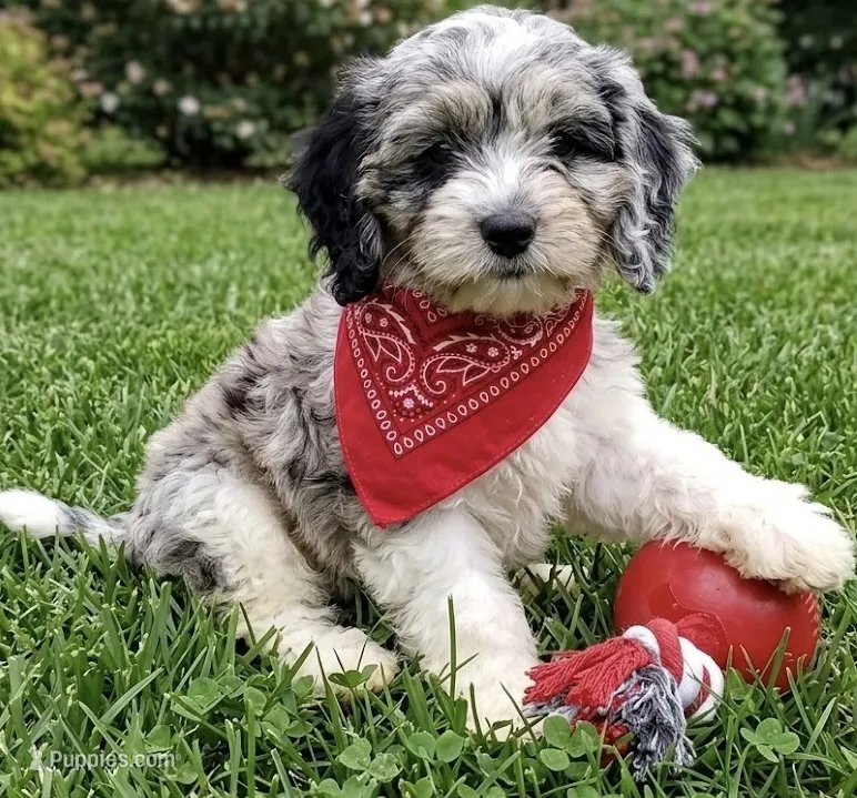 cockapoo – Cockapoo puppy for sale in Richmond, IL