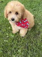 1B Mini Bernedoodle, a male Poodle - Miniature  and Miniature Bernedoodle for sale in Richmond, IL – 1 of 5