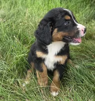 F1 Bernedoodle, a male Bernedoodle for sale in Richmond, IL – 5 of 8
