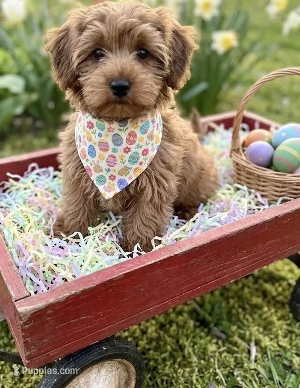 yorki poo – Yorkipoo puppy for sale in Richmond, IL