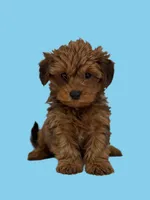 processed/5d30a7ed-cd74-4eef-9fff-65ecd4d040d0/listing/4f8a9bcf-95f9-4d16-8c75-d56fcf7a197e/ff6bf11f-1dcc-4ffb-8af2-dd4149fea5c0