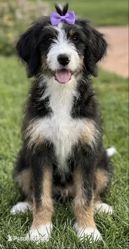 F1 BERNEDOODLE – Bernedoodle puppy for sale in Richmond, IL
