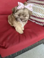 Shih tzu, a female Shih Tzu for sale in Richmond, IL – 3 of 5