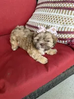 Shih tzu, a female Shih Tzu for sale in Richmond, IL – 4 of 5