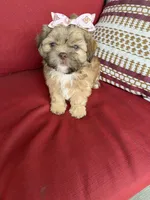 Shih tzu, a female Shih Tzu for sale in Richmond, IL – 5 of 5