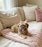 Shih tzu, a female Shih Tzu for sale in Richmond, IL – 1 of 5