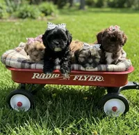 Shih tzu, a female Shih Tzu for sale in Richmond, IL – 2 of 5