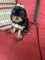 cavapoo, a female Cavapoo for sale in Richmond, IL – 2 of 5