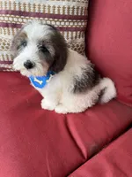 F1B Mini Bernedoodle, a male Poodle - Miniature  and Miniature Bernedoodle for sale in Richmond, IL – 6 of 6