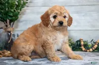 f1b mini goldendoodle, a female Miniature Goldendoodle for sale in Richmond, IL – 4 of 4