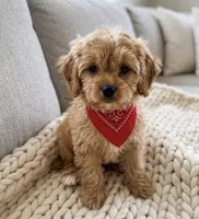 cavapoo, a male Cavapoo for sale in Richmond, IL – 1 of 4