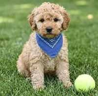 f1b mini goldendoodle, a male Poodle - Miniature  and Miniature Goldendoodle for sale in Richmond, IL – Photo 1 of 2