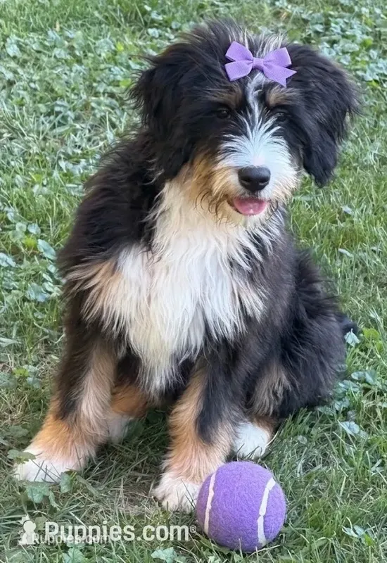 F1 Bernedoodle – Bernedoodle puppy for sale in Richmond, IL