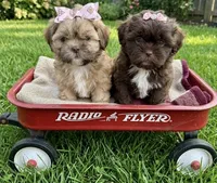 Shih tzu, a female Shih Tzu for sale in Richmond, IL – 4 of 8