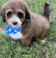 F1B Mini Bernedoodle, a male Poodle - Miniature  and Miniature Bernedoodle for sale in Richmond, IL – 2 of 5