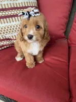 cavapoo, a female Cavapoo for sale in Richmond, IL – 2 of 4