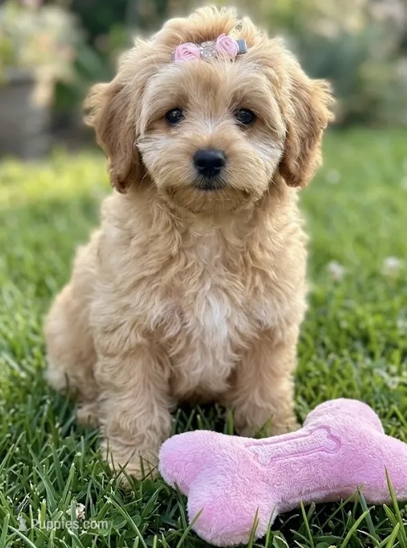 f1b mini goldendoodle – Miniature Goldendoodle puppy for sale in Richmond, IL