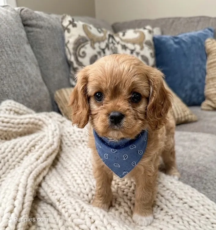 cavapoo – Cavapoo puppy for sale in Richmond, IL