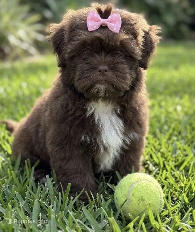 Shih Tzu – Shih Tzu puppy for sale in Richmond, IL