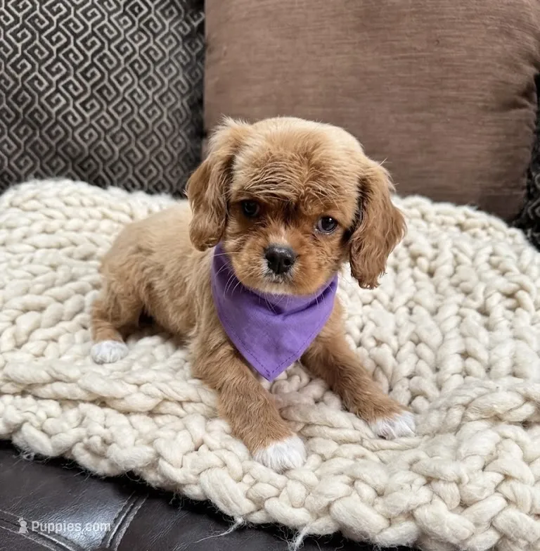 cavapoo – Cavapoo puppy for sale in Richmond, IL