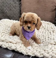 cavapoo, a male Cavapoo for sale in Richmond, IL – 1 of 5