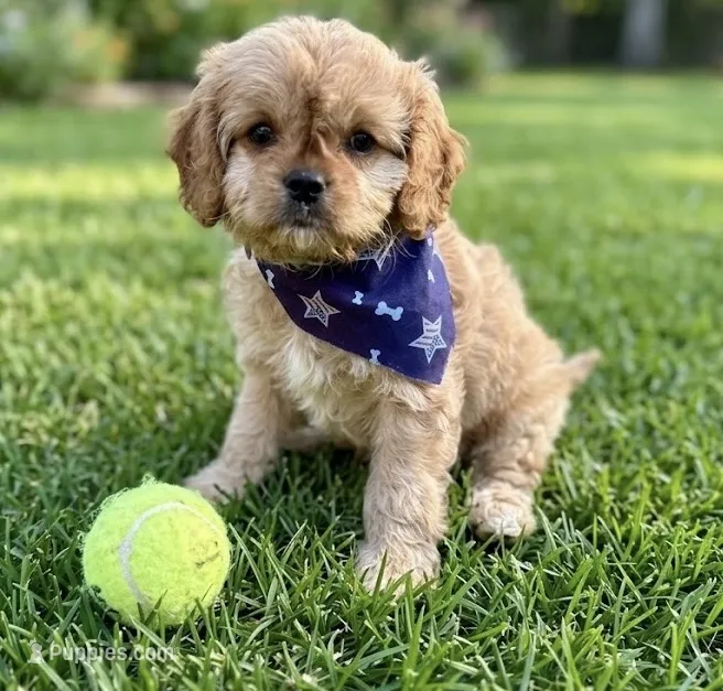 cavapoo – Cavapoo puppy for sale in Richmond, IL