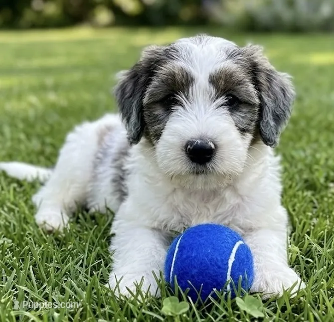 F1B Mini Bernedoodle – Poodle - Miniature , Miniature Bernedoodle puppy for sale in Richmond, IL