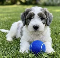 F1B Mini Bernedoodle, a male Poodle - Miniature  and Miniature Bernedoodle for sale in Richmond, IL – 1 of 6
