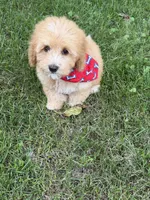 1B Mini Bernedoodle, a male Poodle - Miniature  and Miniature Bernedoodle for sale in Richmond, IL – 4 of 5