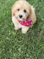 1B Mini Bernedoodle, a male Poodle - Miniature  and Miniature Bernedoodle for sale in Richmond, IL – 3 of 5