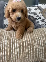 f1b mini bernedoodle, a female Poodle - Miniature  and Miniature Bernedoodle for sale in Richmond, IL – 4 of 5