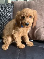 Mason, a male Cavapoo for sale in Richmond, IL – 2 of 5