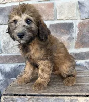whoodle, a male Whoodle for sale in Richmond, IL – 2 of 2