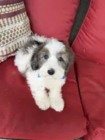 F1B Mini Bernedoodle, a male Poodle - Miniature  and Miniature Bernedoodle for sale in Richmond, IL – 4 of 6