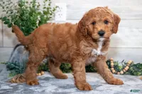 f1b mini goldendoodle, a male Miniature Goldendoodle for sale in Richmond, IL – 4 of 5
