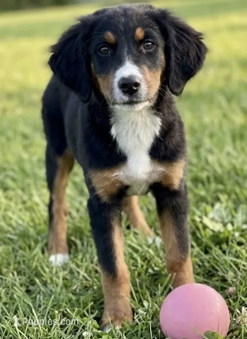 f1 bernedoodle – Bernedoodle puppy for sale in Richmond, IL