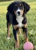 f1 bernedoodle, a female Bernedoodle for sale in Richmond, IL – 1 of 1